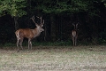 cerfs10 (1)